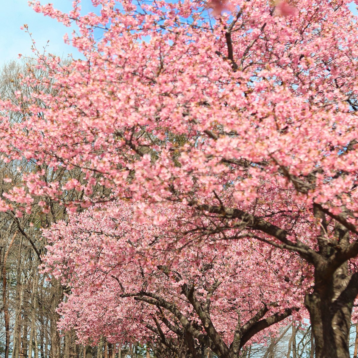 🌳 까마귀 숲 공원(카라스가모리 코엔) 이미지 5